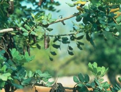 丹尼斯克 刺槐豆膠